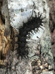 Hemileuca maia