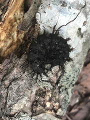 Hemileuca maia
