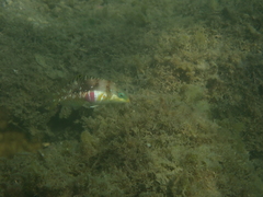 Halichoeres nebulosus