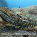 Red Lizardfish - Photo (c) Ronny, some rights reserved (CC BY-NC), uploaded by Ronny