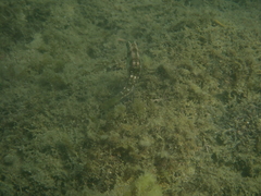 Halichoeres nebulosus