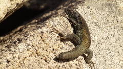 Liolaemus nigroviridis