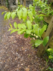 Polygonatum × hybridum