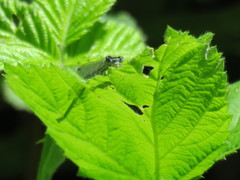 Coenagrion puella