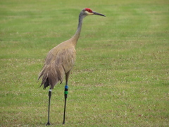 Antigone canadensis pulla