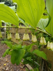 Polygonatum × hybridum