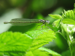 Coenagrion puella