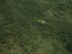 Halichoeres nebulosus