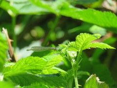 Coenagrion puella