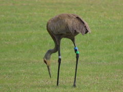 Antigone canadensis pulla