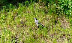 Motacilla alba