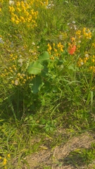 Asclepias amplexicaulis