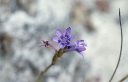 Veinleaf Combflower (Micranthus filifolius)