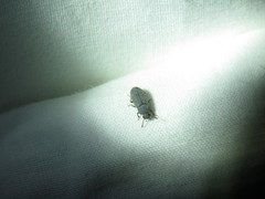 Blapstinus histricus