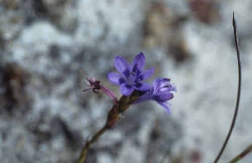 Image of Micranthus filifolius by (c) Tom Lloyd Evans, some rights reserved (CC BY-SA)