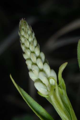 Polygala senega iNat (1)