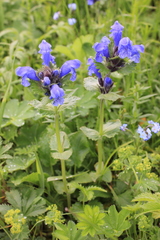 Dracocephalum grandiflorum