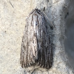 Catabena lineolata