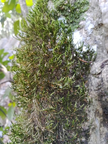 Forsstroemia producta