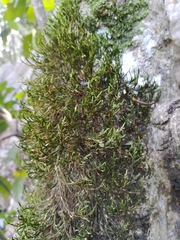 Forsstroemia producta