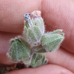 Cynoglossoideae