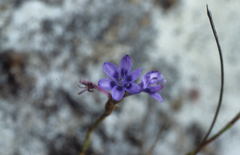 Micranthus filifolius