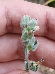 Cynoglossoideae