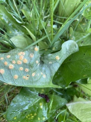Puccinia sessilis