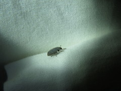 Blapstinus histricus