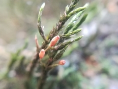 Forsstroemia producta