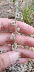 Cynoglossoideae