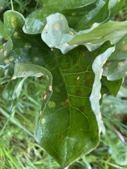 Puccinia sessilis