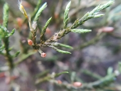 Forsstroemia producta