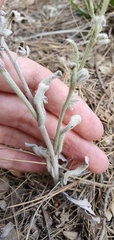 Cynoglossoideae