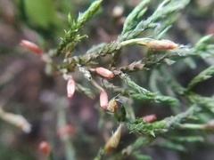 Forsstroemia producta