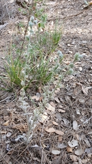 Cynoglossoideae