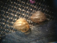 Euconulus