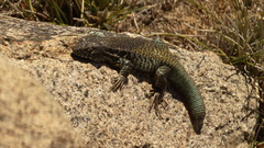 Liolaemus nigroviridis