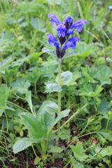 Dracocephalum grandiflorum