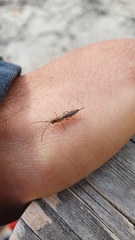 Tromatobia lineatoria