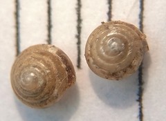 Euconulus