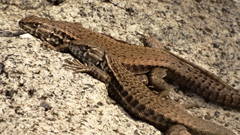 Liolaemus nigroviridis