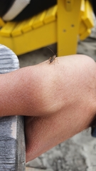 Tromatobia lineatoria