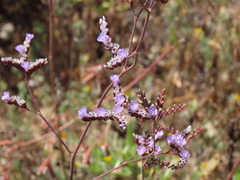 Limonium algarvense