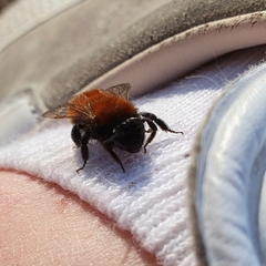 Andrena fulva