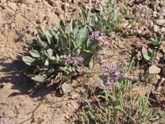 Limonium algarvense