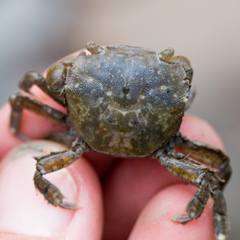 Hemigrapsus crenulatus