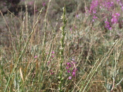 Lolium rigidum