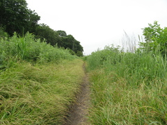 Carex bostrychostigma