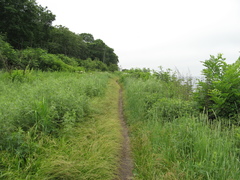 Carex bostrychostigma